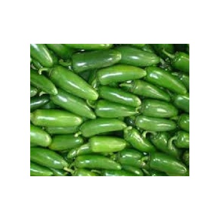 pimiento jalapeÃ±o (semillas sin tratamiento)