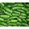 pimiento jalapeÃ±o (semillas sin tratamiento)