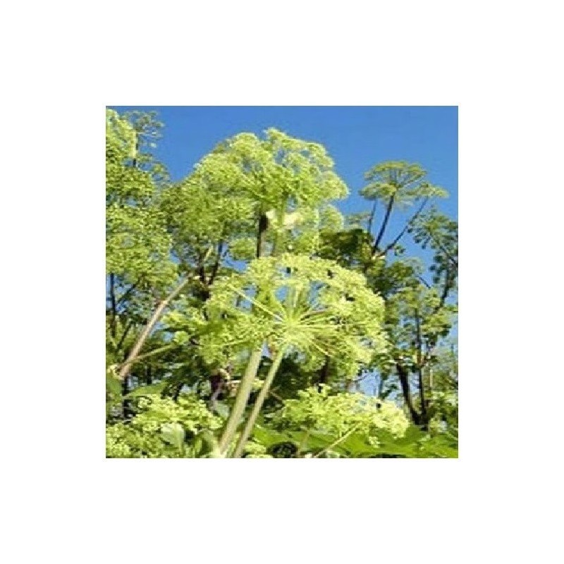 angÃ©lica (Angelica archangelica)