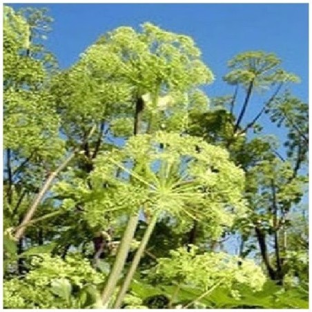 angÃ©lica (Angelica archangelica)
