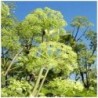 angÃ©lica (Angelica archangelica)