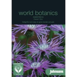 amberboa Desert Star