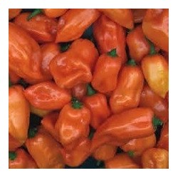 pimiento habanero naranja (semillas sin tratamiento)