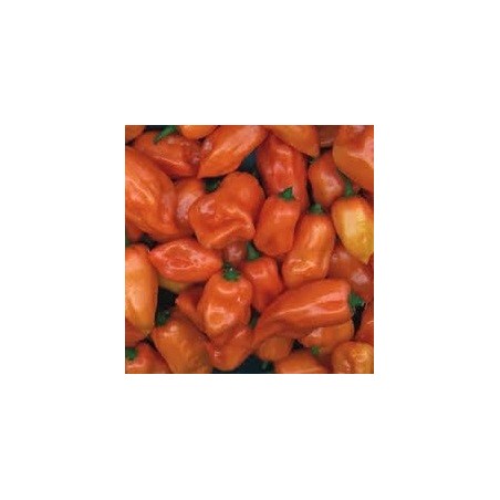 pimiento habanero naranja (semillas sin tratamiento)