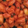 pimiento habanero naranja (semillas sin tratamiento)