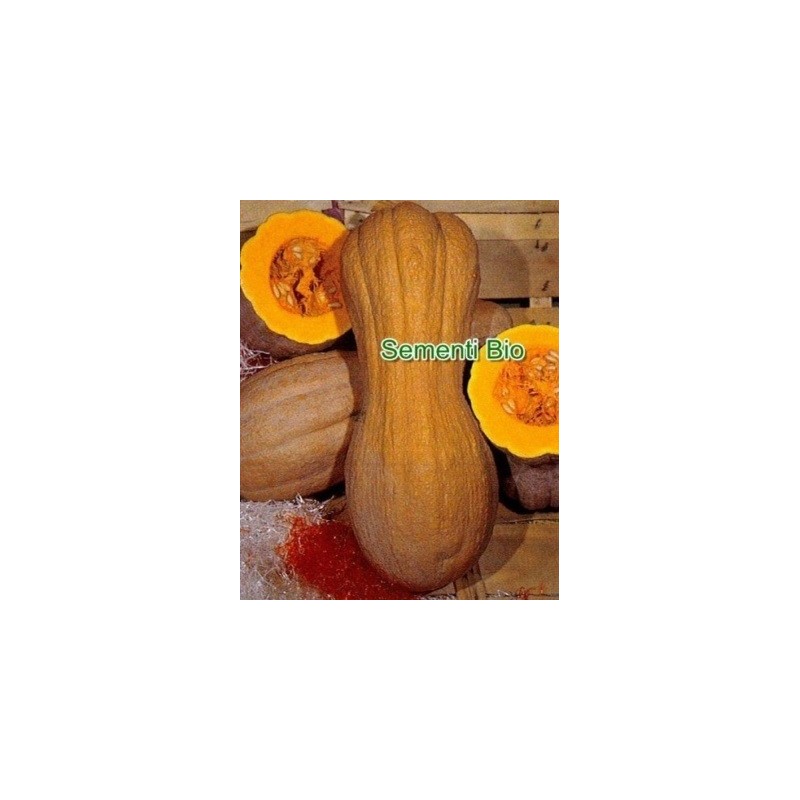 calabaza butternut lisa semillas ecologicas