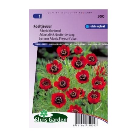 adonis estival (Adonis aestivalis)