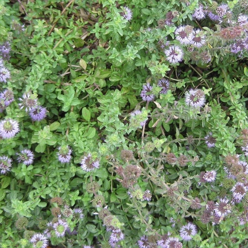 menta poleo (Mentha pulegium) - semillas no tratadas