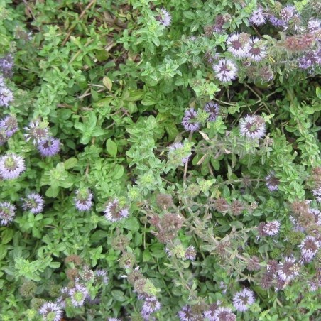 menta poleo (Mentha pulegium) - semillas no tratadas