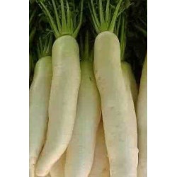 rabano  daikon april cross japones - semillas ecolÃ³gicas