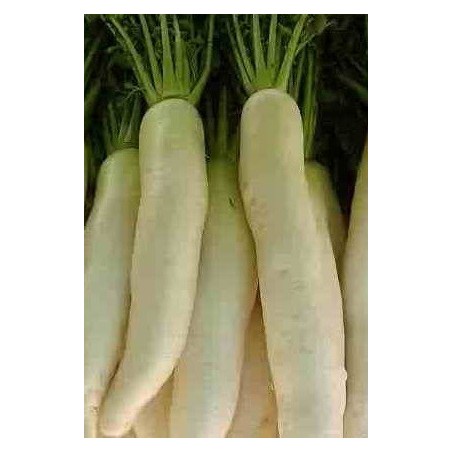 rabano  daikon april cross japones - semillas ecolÃ³gicas