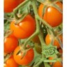 tomate tangerine orange