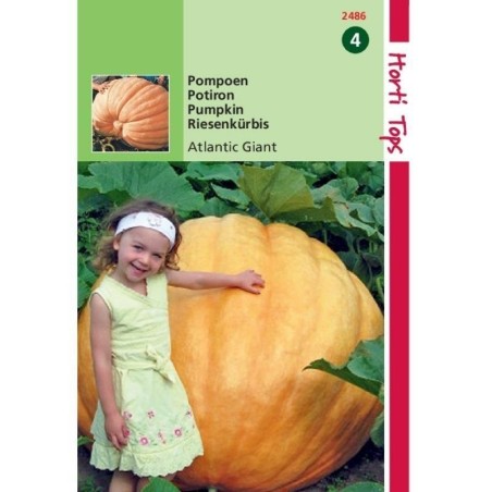 calabaza atlantic giant