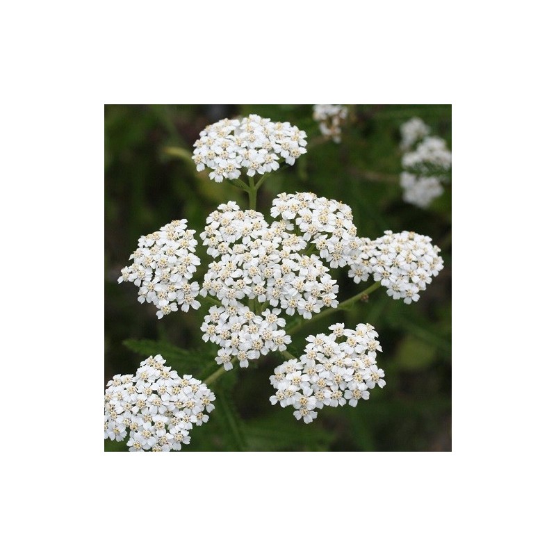 milenrama (Achillea millefolium) semillas ecologicas