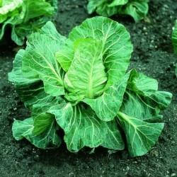 Col Picuda Pixie (Semillas Ecologicas)