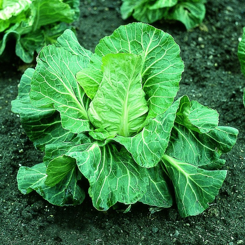 Col Picuda Pixie (Semillas Ecologicas)