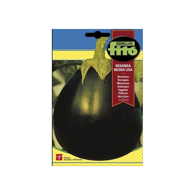 berenjena negra lisa