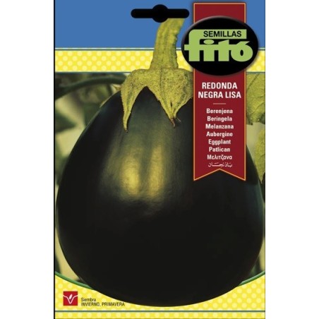 berenjena negra lisa