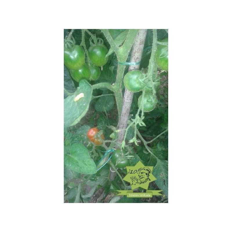 tomate Stupice (semillas ecolÃ³gicas)