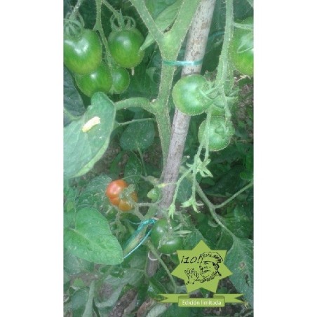 tomate Stupice (semillas ecolÃ³gicas)