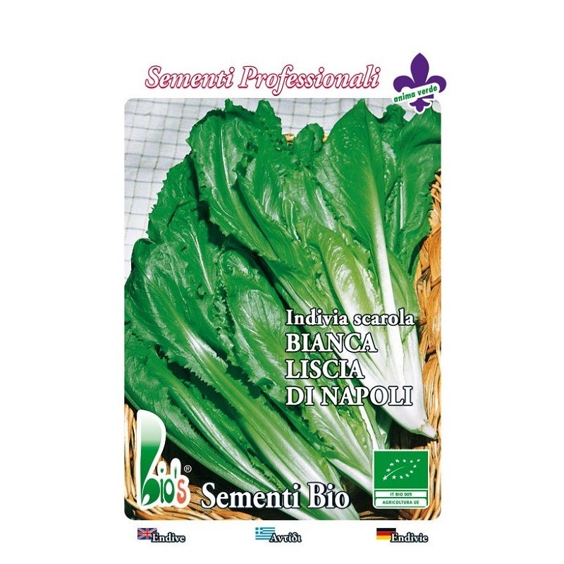 escarola lisa de Napoles - semillas ecolÃ³gicas