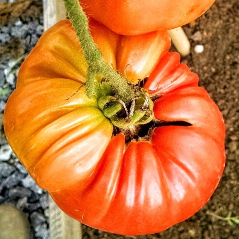 Tomate Beefsteak Marmande (Semillas no tratadas)