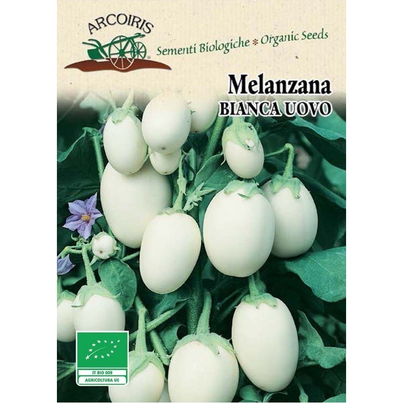 berenjena blanca huevos blancos - semillas ecologicas