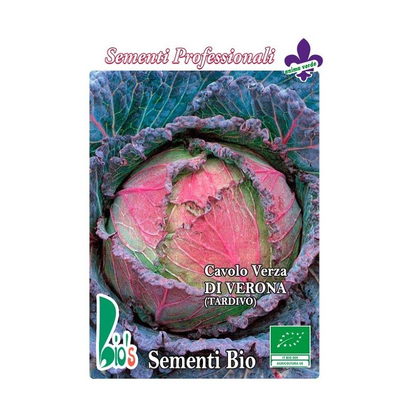 repollo morado de Verona - semillas ecologicas