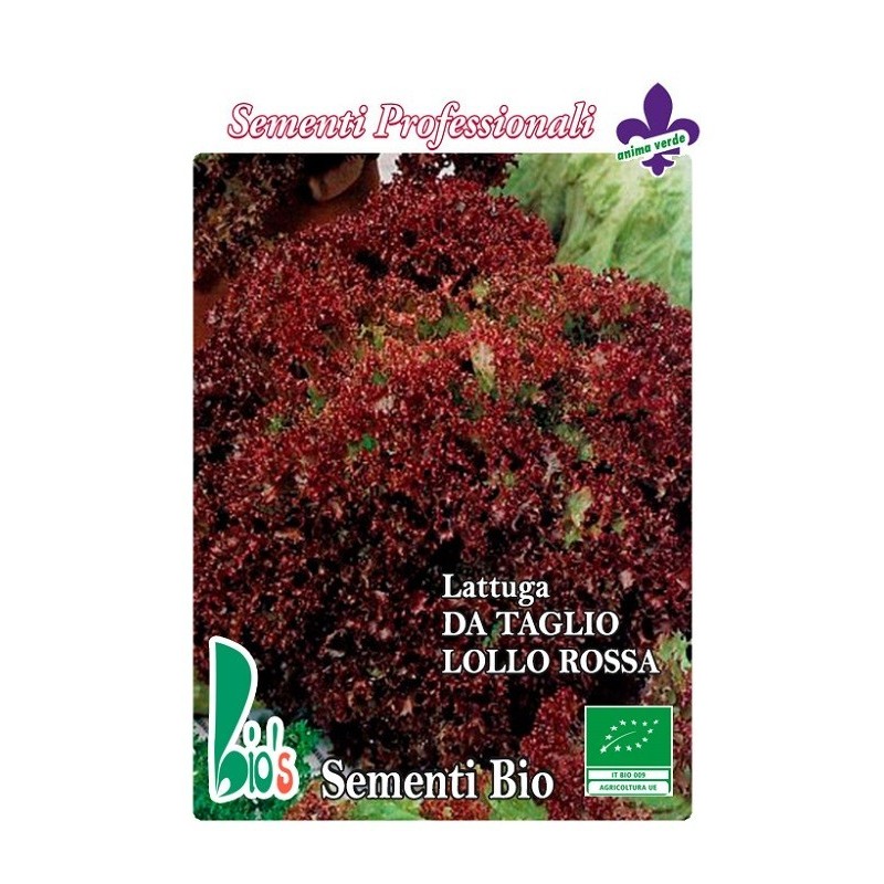 lechuga lollo rossa semillas ecolÃ³gicas
