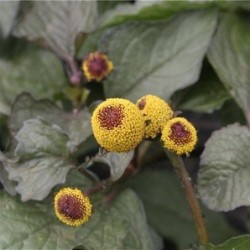 semillas ecologicas de flor electrica boton de sechuan