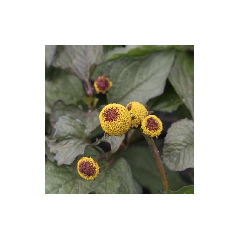 semillas ecologicas de flor electrica boton de sechuan