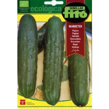 pepino marketer - semillas ecologicas