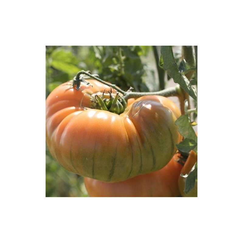 tomate ananas - semillas ecologicas