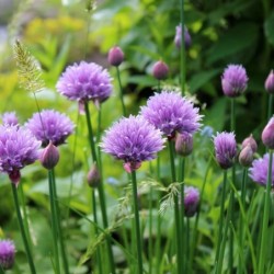 Cebollino Ciboulette (Semillas no tratadas)