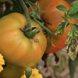 tomate big rainbow - semillas ecologicas