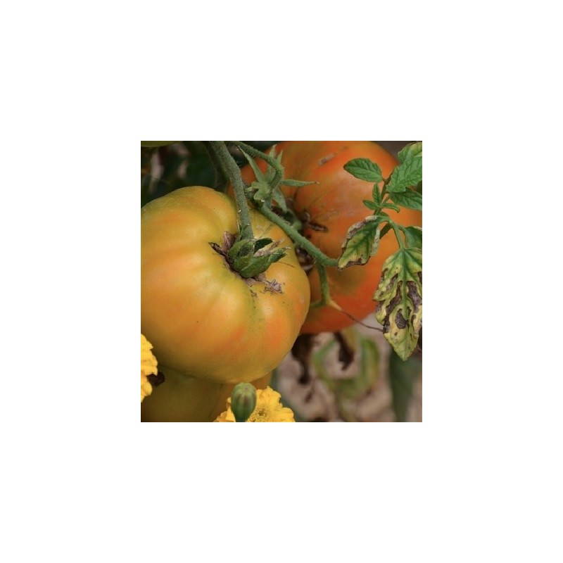 tomate big rainbow - semillas ecologicas