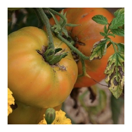tomate big rainbow - semillas ecologicas