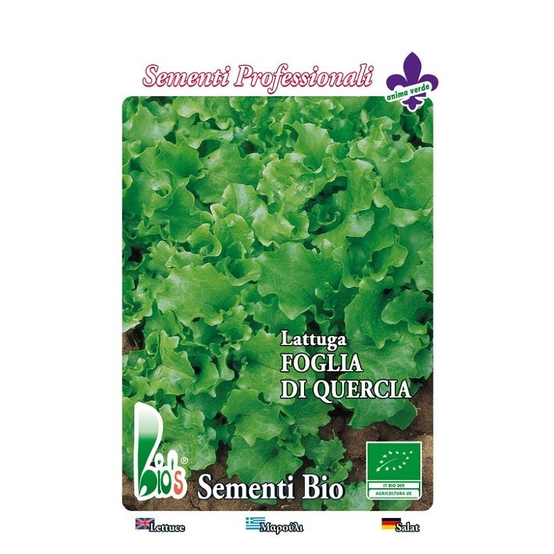 lechuga hoja de roble verde - semillas ecolÃ³gicas