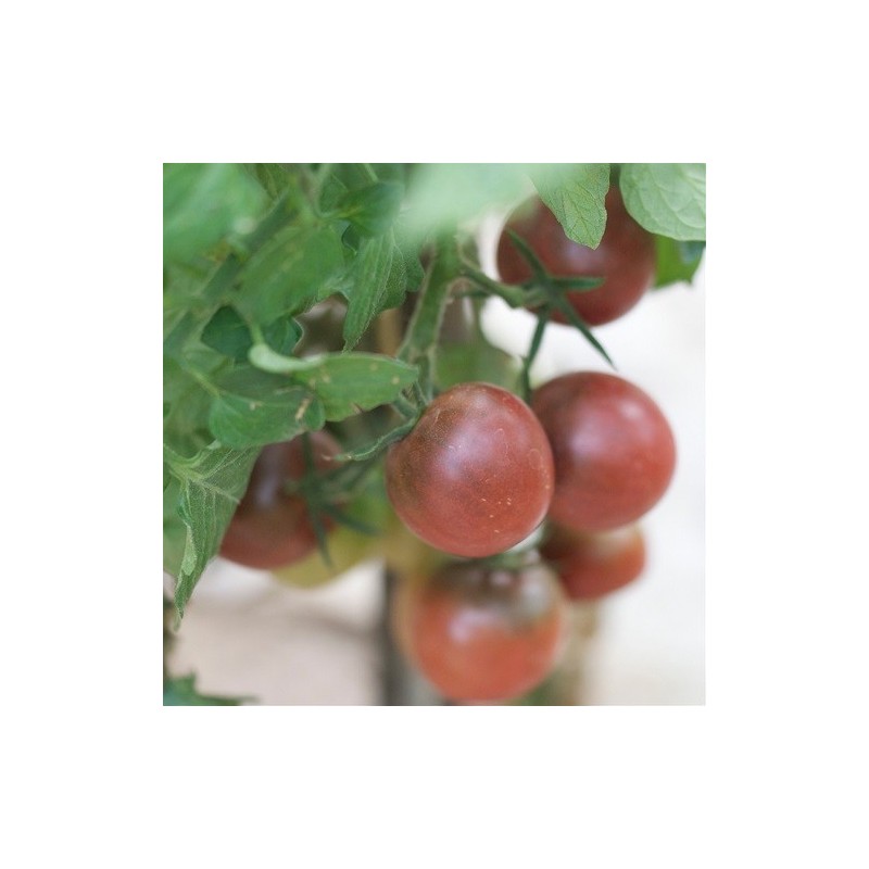 tomate brown berry - semillas ecolÃ³gicas