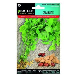 semillas de cacahuete