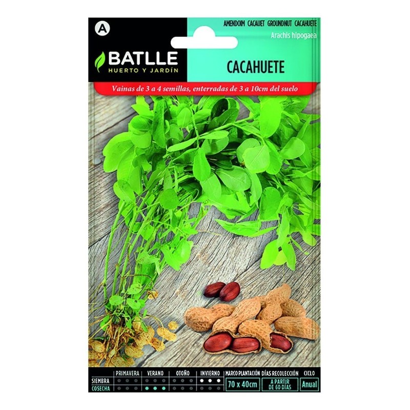 semillas de cacahuete