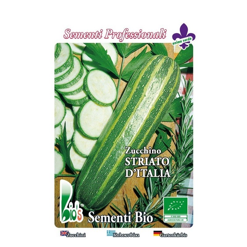 calabacin estriado de Italia - semillas ecologicas