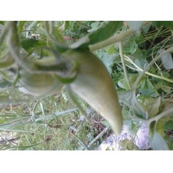 tomate cuerno de los Andes - semillas no tratadas