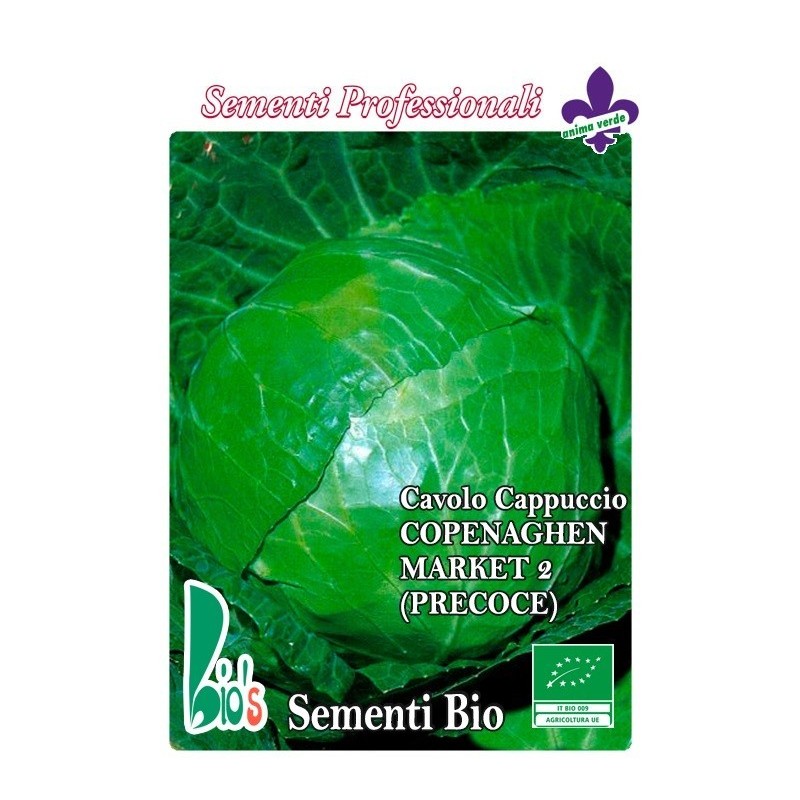 repollo mercado de Copenague - semillas ecologicas