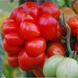 tomate voyage - semillas sin tratamiento