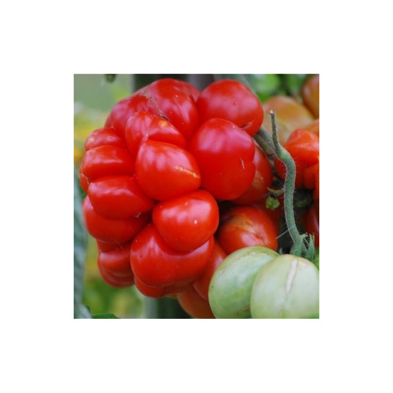 tomate voyage - semillas sin tratamiento