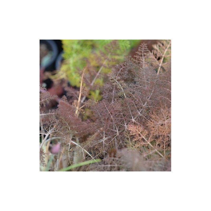 hinojo bronce (Foeniculum vulgare Purpureum) semillas ecolÃ³gicas