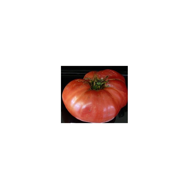 tomate giant tree