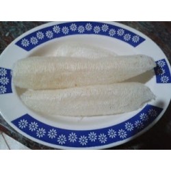 calabaza esponja semillas ecologicas