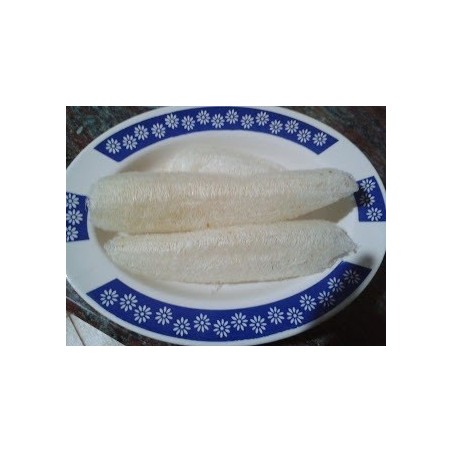 calabaza esponja semillas ecologicas